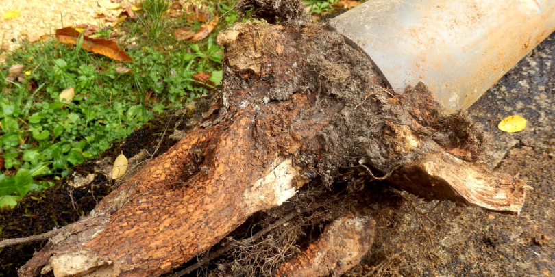 An exposed pipe in Mississauga, ON jammed with dirt and other debris as a result of roots in the pipe.