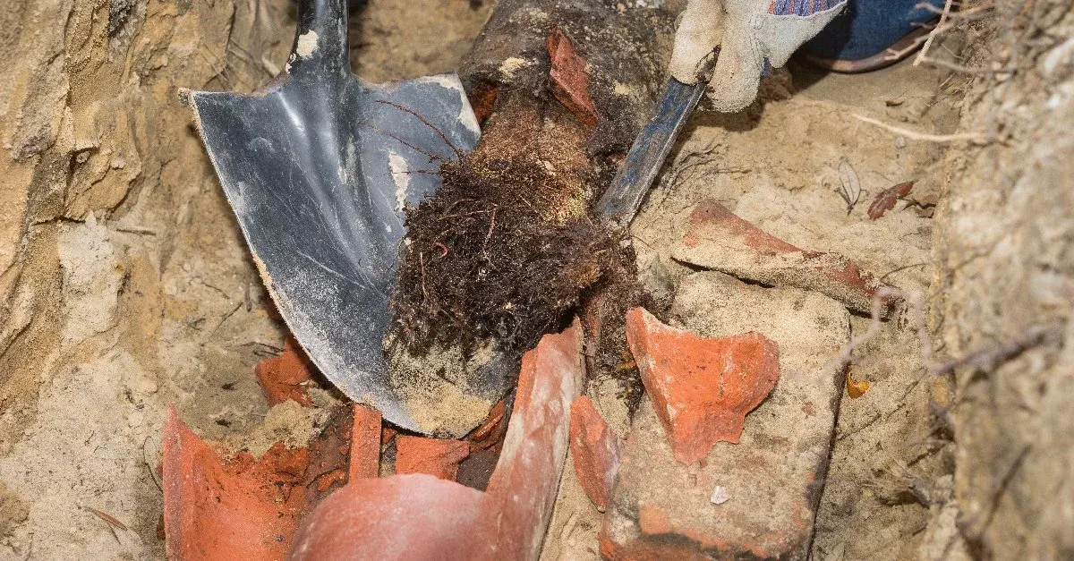 A plumber holding a bundle of tree roots that have been extracted from a nearby sewer line.