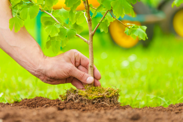 planting a small tree in soil