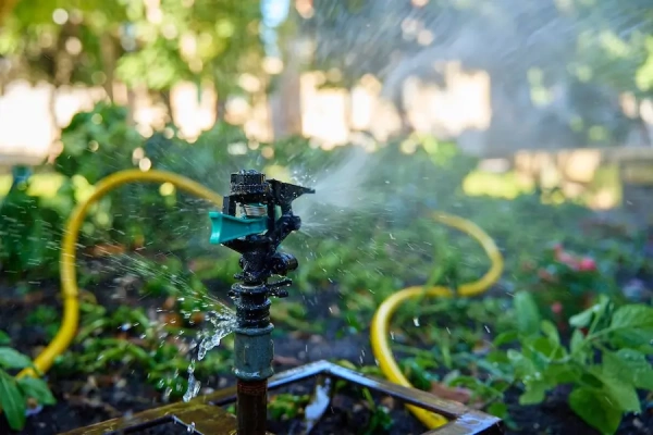  A garden sprinkler watering lush green plants. 
