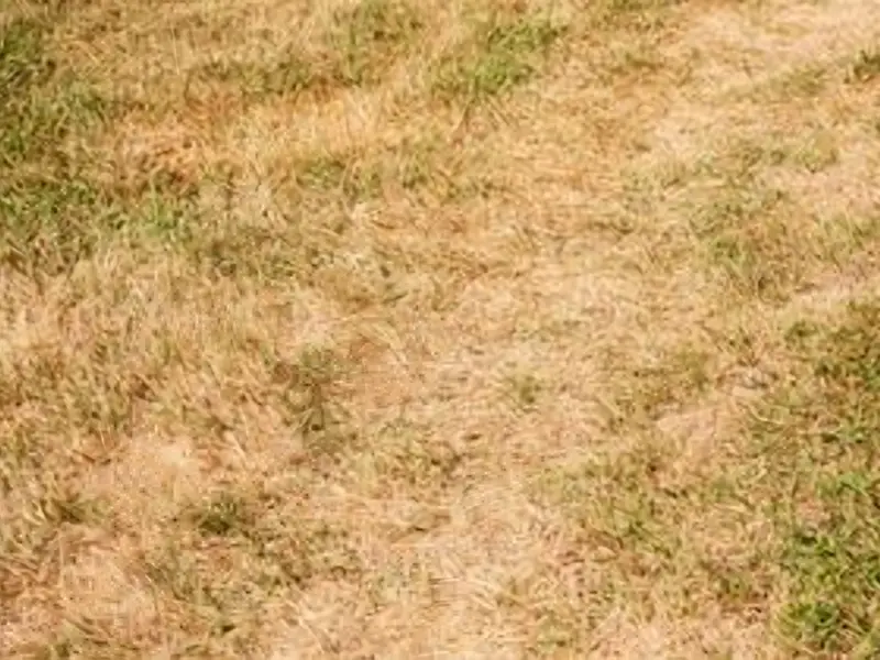 A patchy lawn with uneven growth and discoloured grass, a common sign of an underground sewer leak.